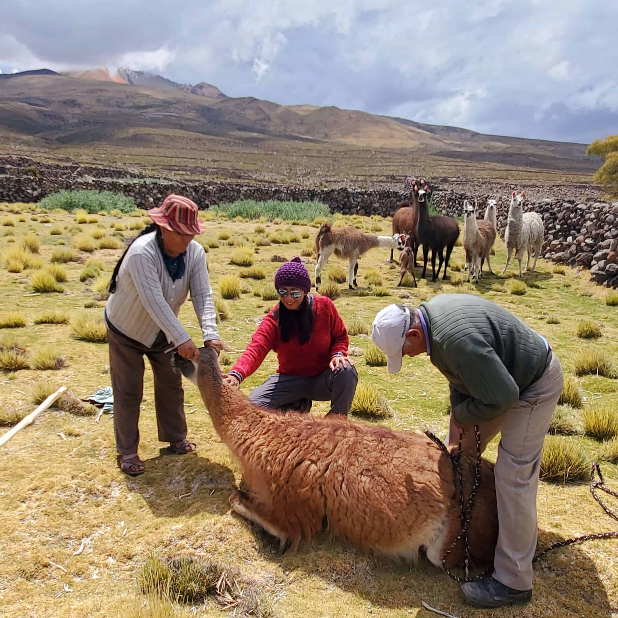 Llama farm in Bolivia
