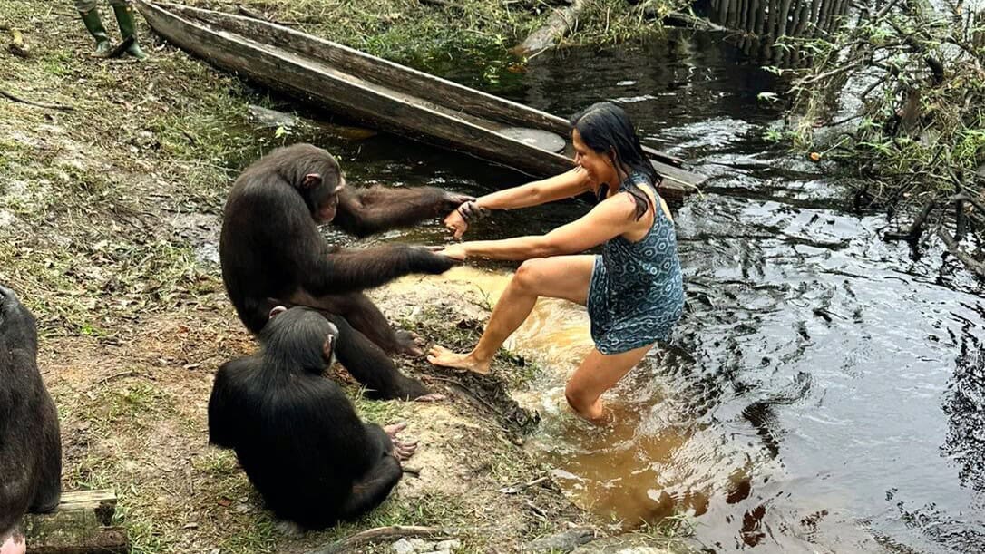 Sam the chimpanzee
